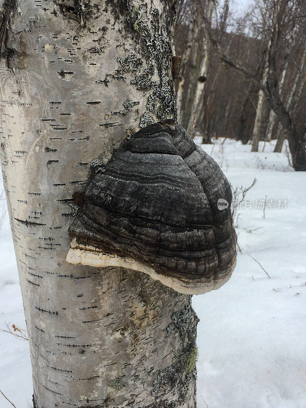 杨树上生长的Fomentarius hofungus